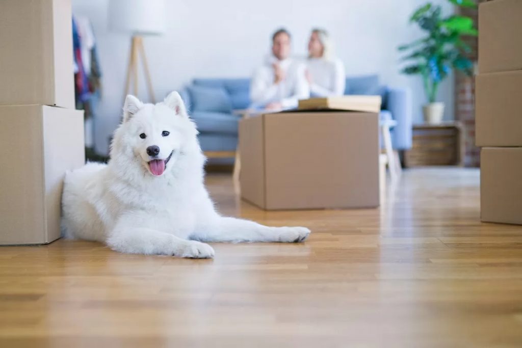Moving With Your Dog: How to Help a Dog Adjust to Your New Home