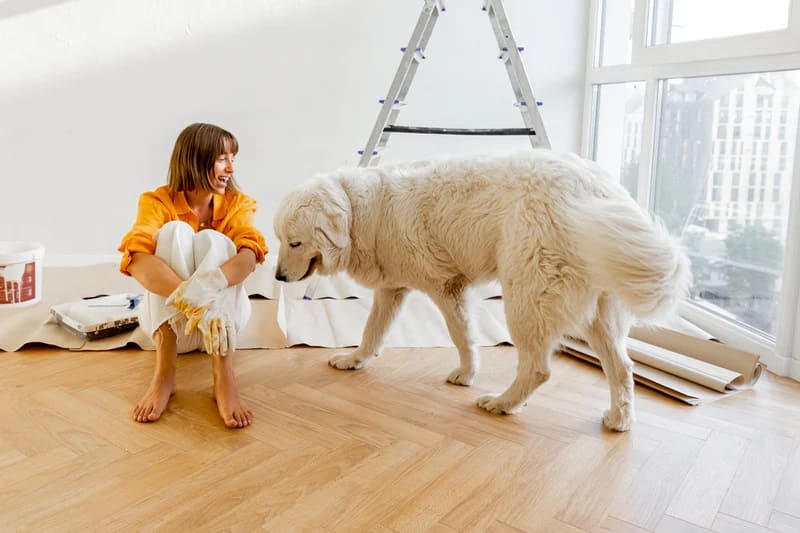 Moving With Your Dog: How to Help a Dog Adjust to Your New Home